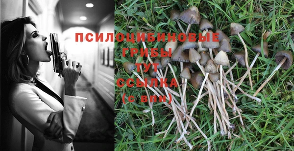 PSILOCYBIN Вяземский